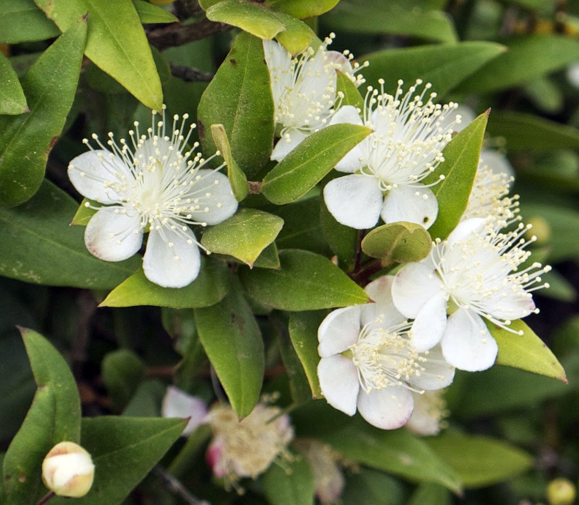 Biblical Myrtle Herb Plant - Myrtus - Ancient Herb - 4.5" Pot - Topiary