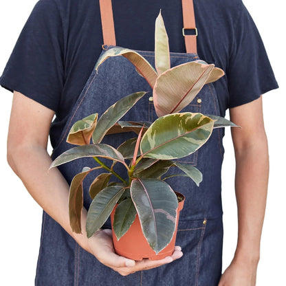 Ficus Elastica 'Ruby Pink' | Live Plant for Indoor & Outdoor | for Living Room, Office, Bathroom | (4" Pot)