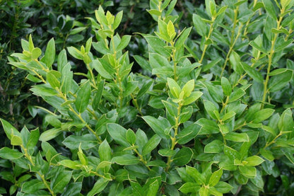 Needlepoint Chinese Holly | 10 Live Plants | Ilex Cornuta | Evergreen Shrub, Low Maintenance, Drought Tolerant, Privacy Hedge, Ornamental Foliage, Year-Round Interest, Landscape Shrub