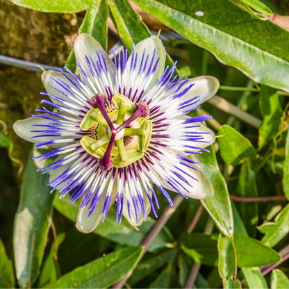 Set 2 Blue Passion Flower Vine Plants - Live Passion Flowers Plants for Outdoor Garden, 4 to 8 Inch Tall Size, Fragrant Flowers, No Pot