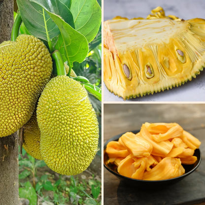 Jackfruit Tree Live Plants, Jackfruit Tropical Fruit Trees, Sweet Fruit Plant from 8-10 Inch Tall in 4 Inch Pot for Outdoor Gardening