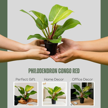 Philodendron 'Yellow Flame' – 4” Live Plant – Stunning Golden Foliage – Easy-Care Indoor Houseplant for Home or Office Décor (Heat Pack Included)
