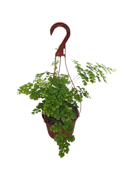 Live Maidenhair Fern Plant in 6 Inch Hanging Pot, Indoor Houseplant with Delicate Green Foliage, Natural Home Decor