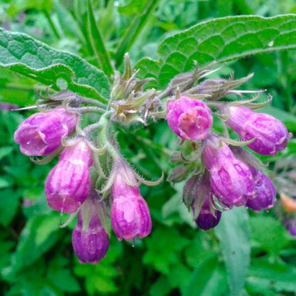 12 Comfrey Plant Roots Fast-Growing, High Yields Bocking 14 Comfrey Plant Live Roots, Perennial Herb Plant