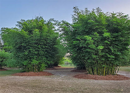 Non-Invasive Clumping Giant Bamboo Seed - Approximately 20 Seeds - Male or Solid Bamboo - Growing Instructions Will be Included