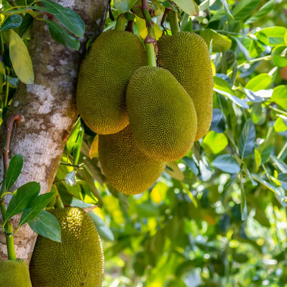 Jackfruit Live Plants, Jack Fruit Tropical Fruit Tree, Tropical Fruit Plant, 8-10 Inches in Height, 4 Inch Pot for Outdoor Planting