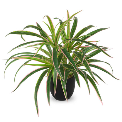 GnFlus Fake Hanging Plant, Faux Spider Plant in Black Pot Artificial Grass Plants 13 Inch Faux Potted Plants for Home Office Table Shelf Indoor Outdoor Pink and Green
