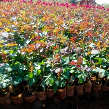 Fragrant Climbing Rose Live Plant, Well Rooted 5-9" Tall, No Leaf, Indoor Outdoor Climber, Rose Bush, Hybrid Tea Rose Like (Deep Red Pink)