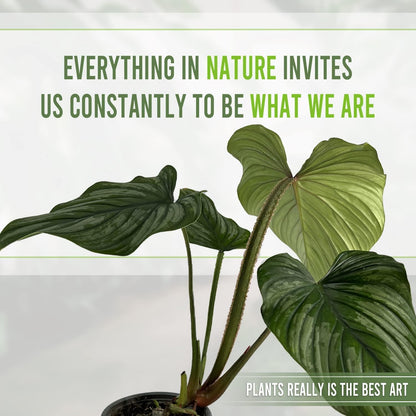 LEAL PLANTS ECUADOR Philodendron Mamei Silver (Pack of 2)| Live Elephant Ear Plant for Indoor | King of Spades Philodendron | Green Tropical Houseplant |Unique Gift for Plant Lovers