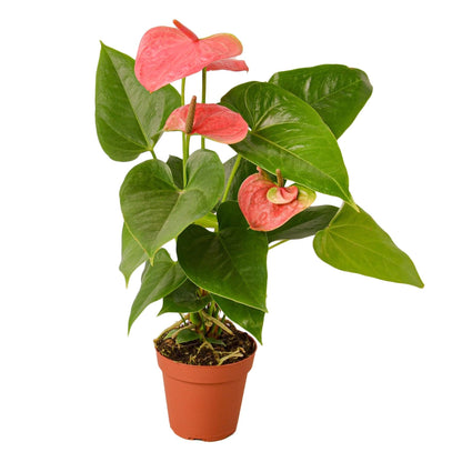 Anthurium 'Pink' - in 4in Pot - Live Plants Tropical Houseplants | Variegated | USA Growers | The Snobby Leaf