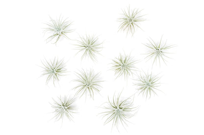 Air Plant Shop 10 Pack Rare Tectorum Ecuador Air Plants - Unique, Bright White, Nursery-Grown Tillandsia House Plant with Fuzzy Trichomes for Terrariums, Driftwood & Living Walls - Wholesale