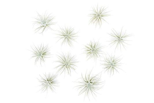 Air Plant Shop 10 Pack Rare Tectorum Ecuador Air Plants - Unique, Bright White, Nursery-Grown Tillandsia House Plant with Fuzzy Trichomes for Terrariums, Driftwood & Living Walls - Wholesale