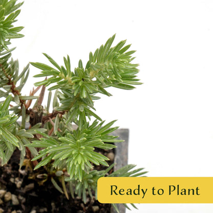 4 Blue Pacific Juniper in 3.5” Nursery Cubes (Juniperus conferta ‘Blue Pacific’) | Low-Growing Evergreen Groundcover for Slopes, Borders & Rock Gardens | Ready-to-Plant Live Starter Plants