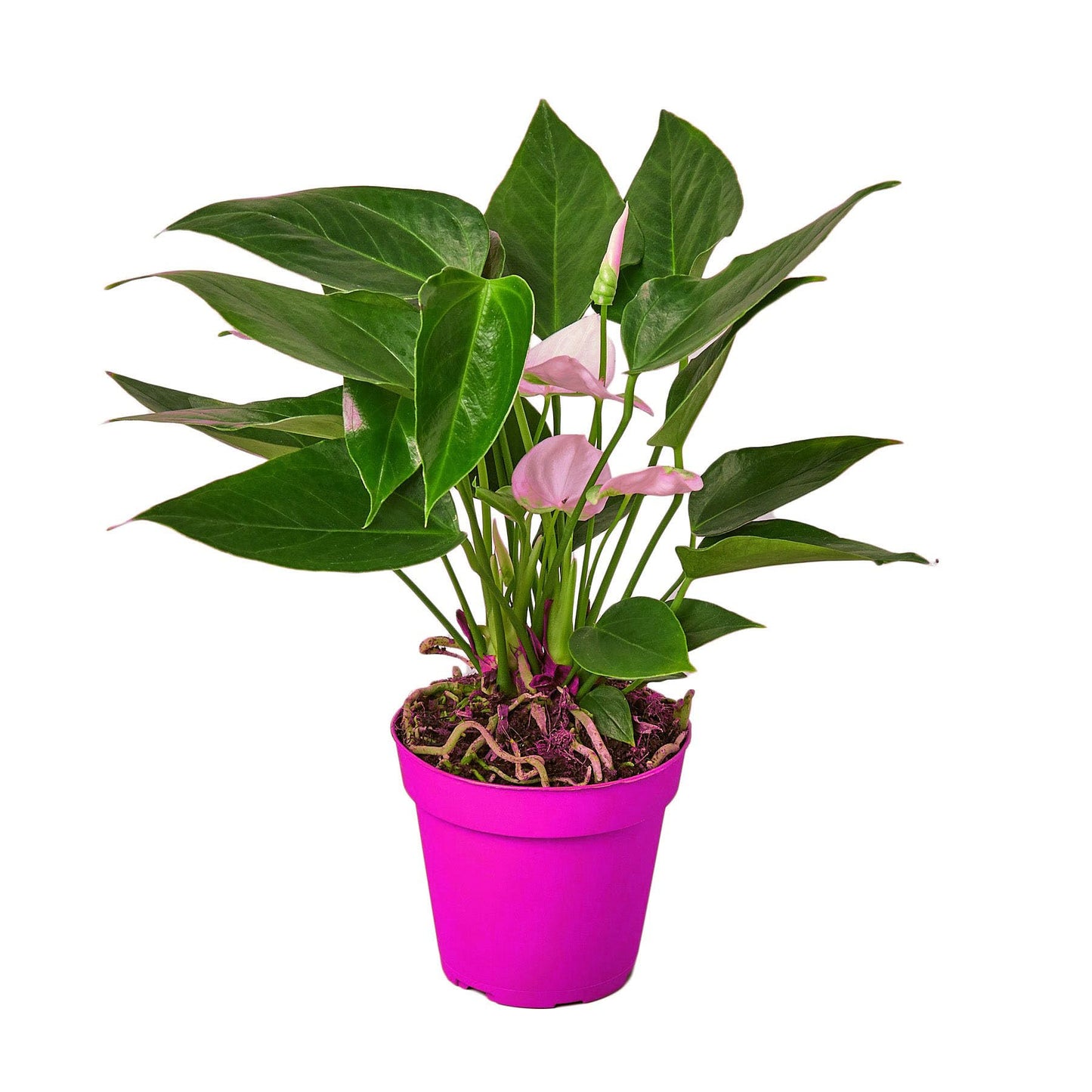 6 Pack Anthurium 'White' in 6in Pot - Live Tropical Houseplant - Easy to Grow | Variegated | USA Growers | The Snobby Leaf