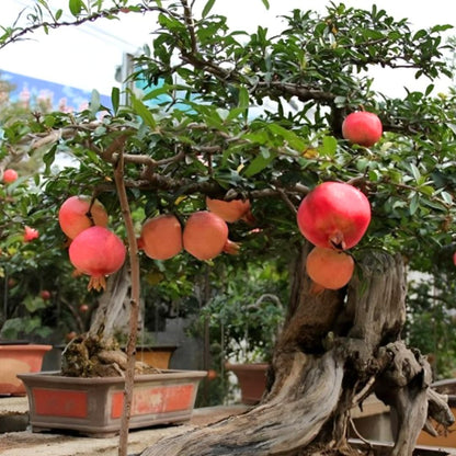 3 Pomegranate Trees Live Plants Cold Hardy, Large Sweet Fruit Pomegranates Plants Well-Rooted, 5-9 Inches Tall, No Pot