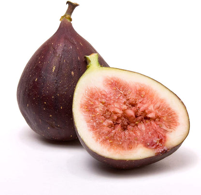 Ficus "Celeste" Fig Tree live plant cold hardy