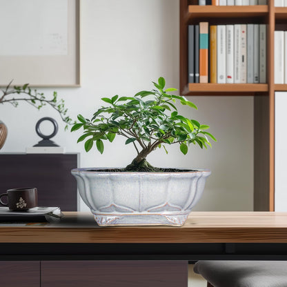 Teagas 11 Inch Bonsai Pots - Ceramic Bonsai Planters for Indoor Outdoor Plants, Succulent Pots with Drainage Hole, Shallow Planter, Decorative Flower Pot, Home Decor, House Warming Gifts, Oval Grey