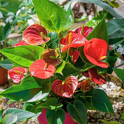 Red Anthurium Live Plants, 6-10" Tall in 6" Pot, Tropical Anthurium Plants, Vibrant Flowering Indoor Plant, Fully Rooted Tropical Decor Plant, No Ship to CA