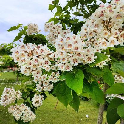 5 Catalpa Tree Plant Live – Catalpa Native Seedlings 1–2 Feet Tall | Easy to Grow Outdoor Trees for Backyard Shade & Wildlife Habitat | Dormant Plant