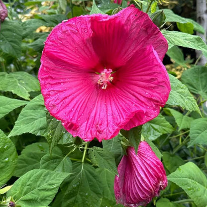 Set 2 Hibiscus Plants Live, 5-9" Tall, Hardy Hibiscus Tree Live Plant, Hibiscus Flowers Plant to Grow (Rose Hibiscus)