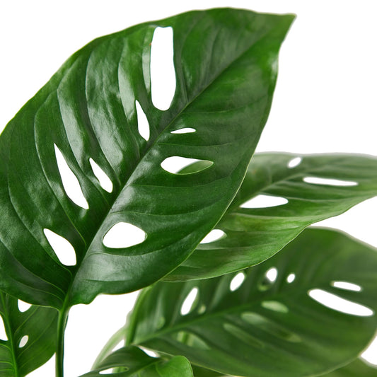 Monstera Adansonii Live Plant in 4" Pot - Exotic Monstera Swiss Cheese Plants - Rare Indoor Live Houseplant - Air Purifying Plant