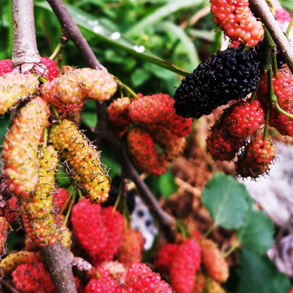 2 Mulberry Tree Live Plant, Pakistan Mulberry Plants Live for Planting Fruit Trees Indoor Outdoor Garden