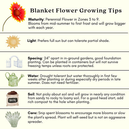 Clovers Garden Blanket Flower (Gaillardia) Arizona Sun Plants – Two (2) Live Plants – Non-GMO - Not Seeds - Each 4" to 8" Tall – in 4" Inch Pots – Hardy Flowering Perennial, Pollinator Favorite