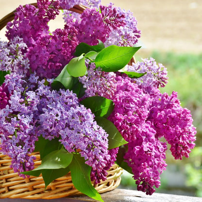 2 Lilac Trees Live Plants, 1 Year Old Well-Rooted Purple Syringa Bushes Seedling,6 to 12 Inches Tall, Fragrant, Zones 3-7