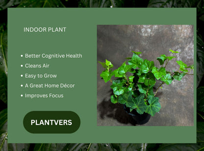 PLANTVERS Green Ivy in a 4" Nursery Pot - Hedera - Vining Plant - Low Maintenance Plant - Trailing Houseplant - Easy Care Live Plant