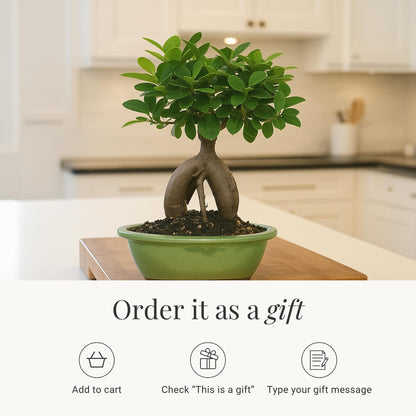 BloomsyBox - Ginseng Grafted Ficus: Natural Plant | Aesthetic Appeal, Air Purifying Plant, Long-Lasting, Low Maintenance Care, Desk Decoration - Flower Delivery, Birthday Flowers, Anniversary Flowers