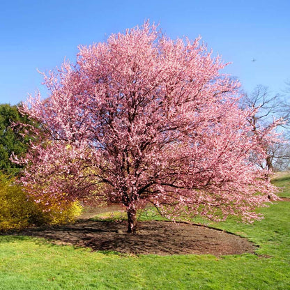 Brighter Blooms - Kwanzan Cherry Tree, 4-5 ft. - No Shipping to AK, AZ, CA, CO, HI, ID, OR, WA