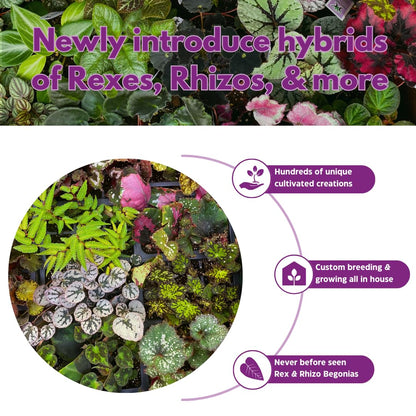 BubbleBlooms Peperomia Assortment Set of 3 in 2 inch pots