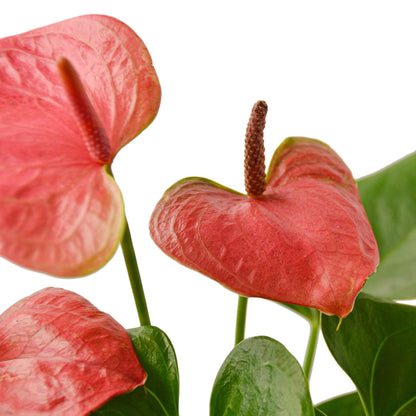 Anthurium 'Pink' in 4in Pot - Live Plants Tropical Houseplants | Variegated | USA Growers | The Snobby Leaf