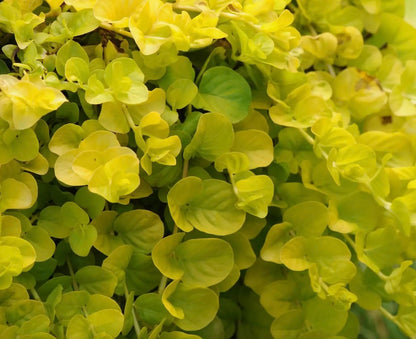 Creeping Jenny Golden Foliage - Lysimachia Goldilocks – Pack of 3 Live Starter Plants