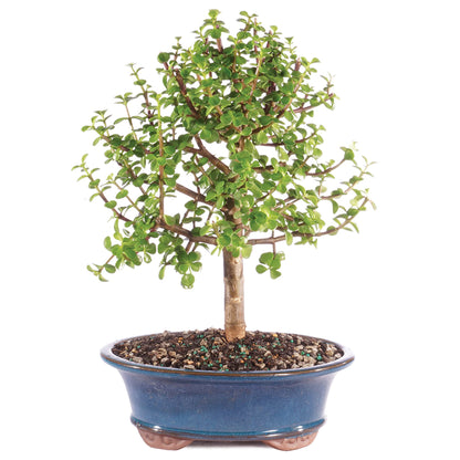 Brussel's Bonsai - Live Dwarf Jade Bonsai Tree in a Ceramic Bonsai Pot, Indoor Succulent Houseplant, 6 Years Old, 10-14 Inches Tall, Easy Care Plant for Home or Office (Large, Green)