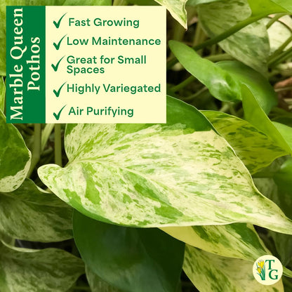 Thorsen's Greenhouse Marble Queen Pothos, Live Indoor Plant, Easy to Grow, Rare Variegated Houseplant, Natural Air Purifier, 6-inch Diameter Pot (Nursery Pot)