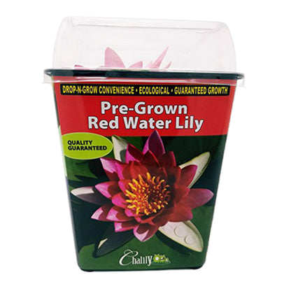 Chalily Water Lily Aquatic Plants Live Lilies Real Small or Big Pond Plant Lilly Ponds Cold Hardy Pads Grow waterlillies Flowering rhizomes Outdoor lilys Waterlily Lillies pre Grown lillys pad RED