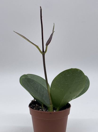 BubbleBlooms Hoya Australis in a 2 inch Pot, Live Rooted Potted Tiny Mini Pixie Plant
