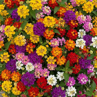Mixed 4 Lantana Plants Live for Planting Outdoor, Lantana Trees or Trailing, Ready to Bloom, Hardy, Long Blooming Vibrant Perennial, 4-6" in Tall Spring Growing