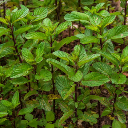 Mint Plant Live, 3 Chocolate Mint Herb Plants, 4 to 6 Inc Tall, Fragrant Perennial Plants for Gardening Outdoor, No Pot