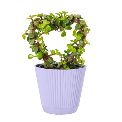 Thorsen's Greenhouse, Heart-Shaped Jade Bonsai Plant, Live Indoor Plant, Gift, Succulent Plant, 4-inch Diameter Pot (Lavender)