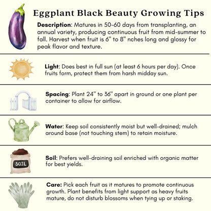 Clovers Garden Eggplant Black Beauty Plants - Two (2) Live Plants – Non-GMO - Not Seeds - Each 4" to 8" Tall – in 4" Inch Pots - Heirloom Variety, High Yield, Heat Tolerant