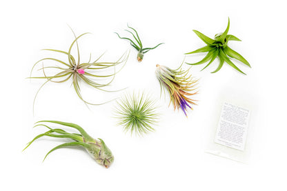 6 Grab Bag Pack Small & Medium Air Plants - Fertilizer Packet - Wholesale - Bulk - Live Tillandsia - Easy Care House Plant - Succulents