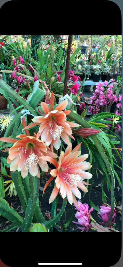 Organically Grown Fresh Stem Cuttings of Epiphyllum Orchid Cactus King Midas - Salmon Colors - Cutting About 8" ~ 10" Long with Printed Instructions