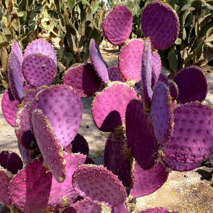 Purple Prickly Pear Cactus Live Plant in 3.5" Pot, Hardy Cactus Succulent with Purple Pads for Garden or Houseplant Decor