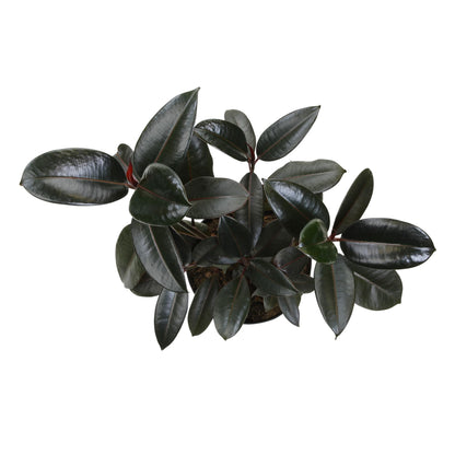 Live Ficus Burgundy, Ficus Tree, Rubber Tree Indoor Houseplant in 8 in. Grower Pot by Plants for Pets
