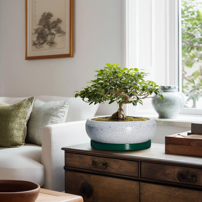 EPFamily Succulent Planters 10 Inch - Ceramic Bonsai Pots with Drainage Hole and Saucer, Large Succulent Pots Indoor, Shallow Planter, Round Bowl Planter Outdoor, Patio Decor, Plant Lover Gift, Green