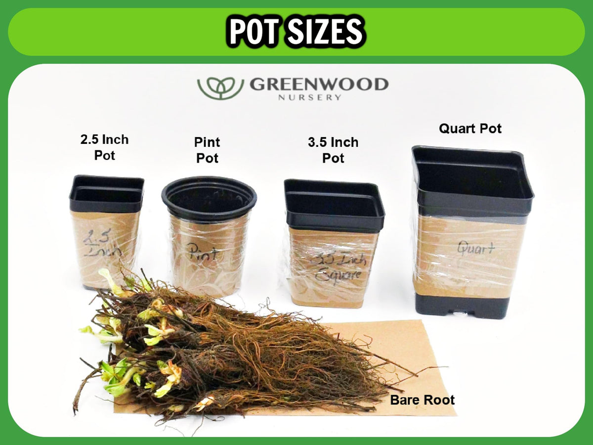 Greenwood Nursery: Live Perennial Plants - Pow Wow White Coneflower + Echinacea Purpurea - [Qty: 1x Pint Pot] - (Click for Other Available Plants/Quantities)