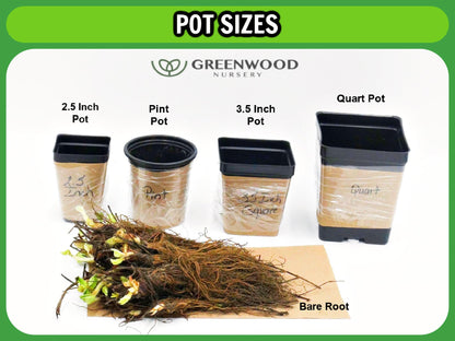 Greenwood Nursery: Live Perennial Plants - Pow Wow White Coneflower + Echinacea Purpurea - [Qty: 1x Pint Pot] - (Click for Other Available Plants/Quantities)