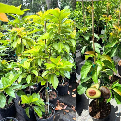 1-2 Feet HASS Avocado Tree Live in 3 Gal Pot, Grafted Avocado Fruit Plant for Home Garden, No Shipping to CA